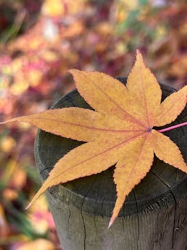 名古屋市東山動植物園に投稿された画像（2025/11/30）