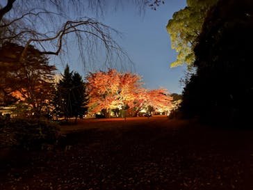 六義園に投稿された画像（2025/11/30）