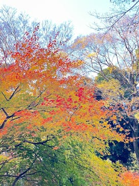 六義園に投稿された画像（2025/11/30）