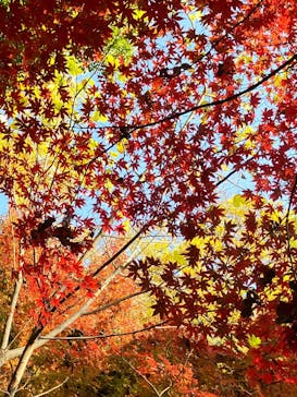 六義園に投稿された画像（2025/11/30）