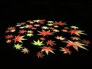 六義園に投稿された画像（2025/11/30）