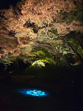 六義園に投稿された画像（2025/11/30）