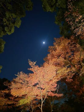 六義園に投稿された画像（2025/11/30）