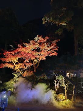 ZEN NIGHT WALK KAMAKURAに投稿された画像（2025/11/30）