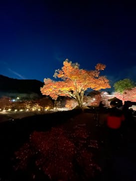 勝尾寺に投稿された画像（2025/11/30）