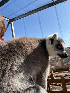 伊豆アニマルキングダムに投稿された画像（2025/11/30）