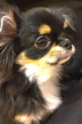 いぬカフェRio 浅草店に投稿された画像（2025/11/30）