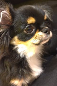 いぬカフェRio 浅草店に投稿された画像（2025/11/30）