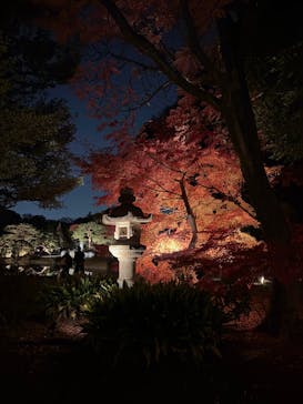 六義園に投稿された画像（2025/11/30）