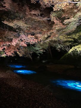 六義園に投稿された画像（2025/11/30）