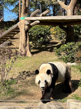 恩賜上野動物園に投稿された画像（2025/11/30）