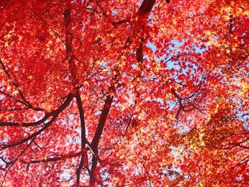 修善寺虹の郷に投稿された画像（2025/11/30）