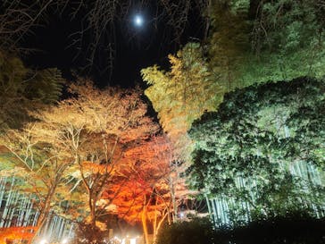 国営昭和記念公園 秋の夜散歩に投稿された画像（2025/11/30）