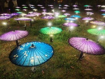 国営昭和記念公園 秋の夜散歩に投稿された画像（2025/11/30）