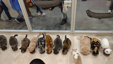 Moff animal cafe イオンモール成田店に投稿された画像（2025/11/30）