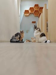 Moff animal cafe イオンモール成田店に投稿された画像（2025/11/30）