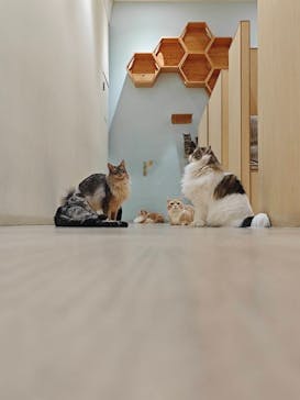 Moff animal cafe イオンモール成田店に投稿された画像（2025/11/30）