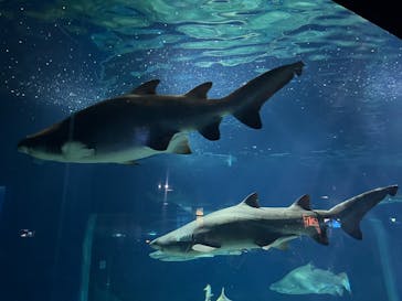 アクアワールド茨城県大洗水族館に投稿された画像（2025/11/30）