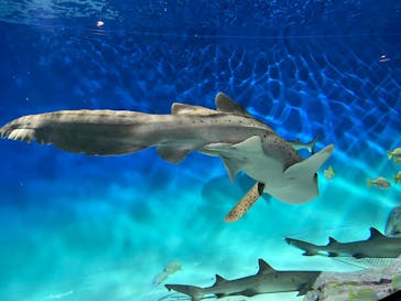 アクアワールド茨城県大洗水族館に投稿された画像（2025/11/30）