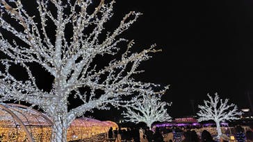 東京メガイルミに投稿された画像（2025/11/30）