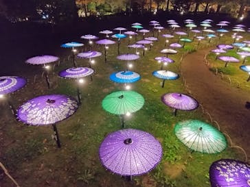 国営昭和記念公園 秋の夜散歩に投稿された画像（2025/11/30）