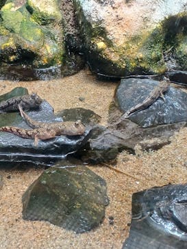 世界淡水魚園水族館　アクア・トトぎふに投稿された画像（2025/11/30）