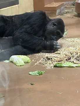 名古屋市東山動植物園に投稿された画像（2025/11/30）