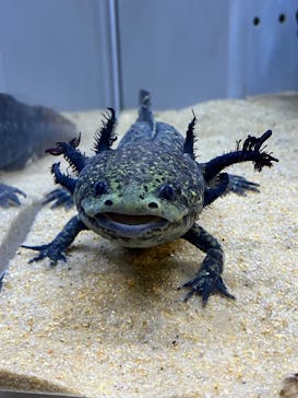 AOAO SAPPOROに投稿された画像（2025/11/30）