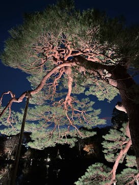 六義園に投稿された画像（2025/11/30）