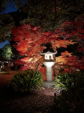 六義園に投稿された画像（2025/11/30）