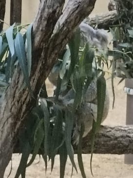 名古屋市東山動植物園に投稿された画像（2025/11/30）