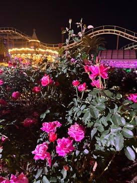 ひらかたパークに投稿された画像（2025/11/30）