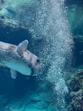 沖縄美ら海水族館に投稿された画像（2025/11/30）