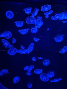 沖縄美ら海水族館に投稿された画像（2025/11/30）