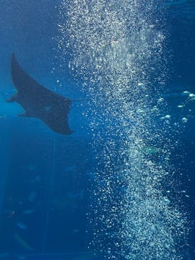 沖縄美ら海水族館に投稿された画像（2025/11/30）