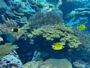 沖縄美ら海水族館に投稿された画像（2025/11/30）