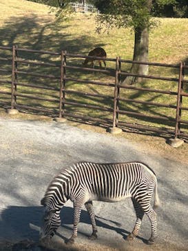 千葉市動物公園に投稿された画像（2025/11/30）