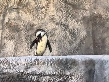 恩賜上野動物園に投稿された画像（2025/11/30）