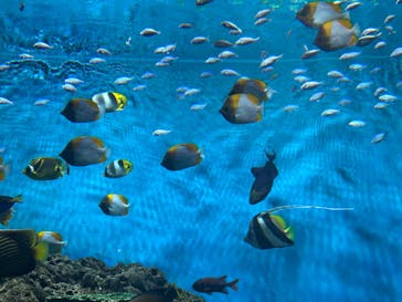 アクアワールド茨城県大洗水族館に投稿された画像（2025/11/30）