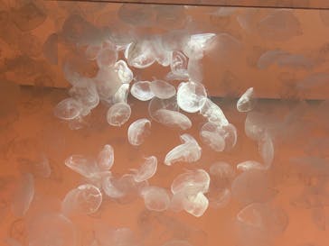 アクアワールド茨城県大洗水族館に投稿された画像（2025/11/30）