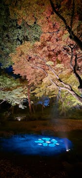 六義園に投稿された画像（2025/11/30）