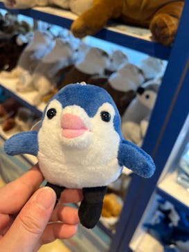 しながわ水族館に投稿された画像（2025/11/30）