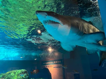 しながわ水族館に投稿された画像（2025/11/30）