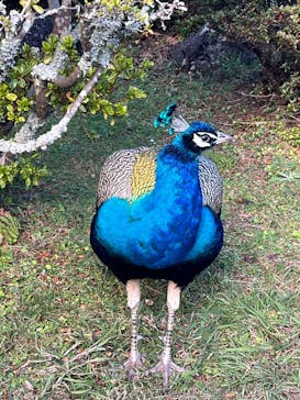 伊豆シャボテン動物公園に投稿された画像（2025/12/1）