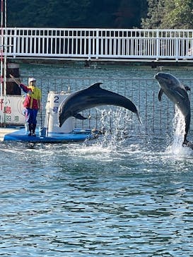鳥羽湾めぐりとイルカ島に投稿された画像（2025/12/1）