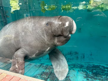 熱川バナナワニ園に投稿された画像（2025/12/1）