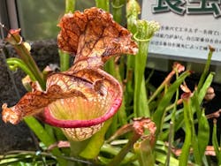 熱川バナナワニ園に投稿された画像（2025/12/1）