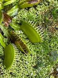 熱川バナナワニ園に投稿された画像（2025/12/1）