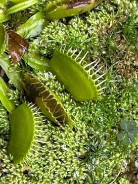 熱川バナナワニ園に投稿された画像（2025/12/1）