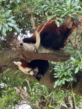 熱川バナナワニ園に投稿された画像（2025/12/1）